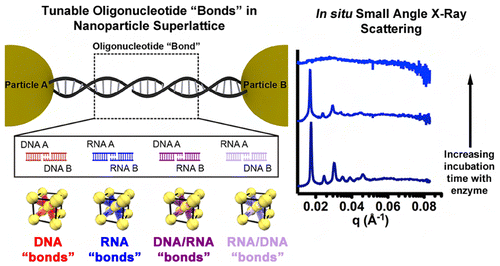 Modular and Chemically Responsive Oligonucleotide “Bonds” in ...