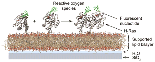 Covalent Ras Dimerization on Membrane Surfaces through Photosensitized ...