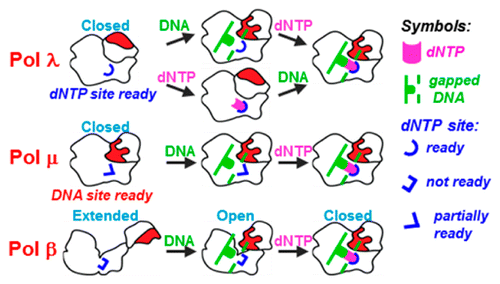 Structural Mechanism for the Fidelity Modulation of DNA Polymerase λ ...