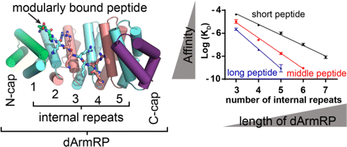 Structure and Energetic Contributions of a Designed Modular Peptide ...