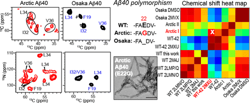 Structural Polymorphism of Alzheimer’s β-Amyloid Fibrils as Controlled ...