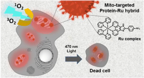 用于高效光动力应用的线粒体靶向蛋白质-钌光敏剂,Journal of the American Chemical Society - X-MOL