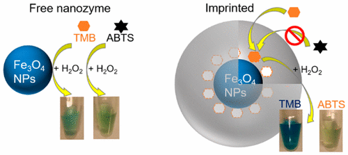 Molecular Imprinting on Inorganic Nanozymes for Hundred-fold Enzyme ...