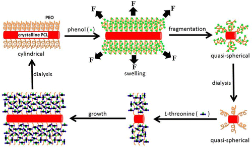 Hydrogen Bonding Mediated Fragmentation And Reversible Self Assembly Of Crystalline Micelles Of 1146