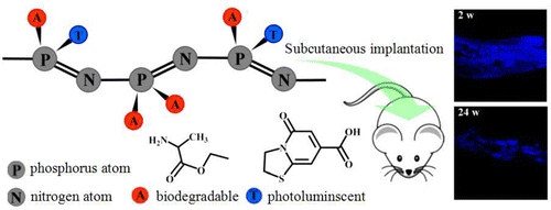 长期跟踪 体内 可生物降解的聚磷腈的合成及荧光性质,Macromolecules - X-MOL