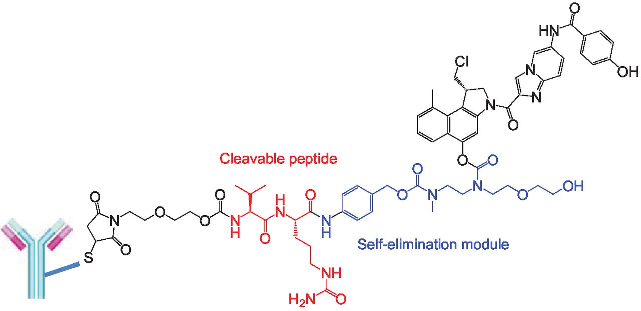 The Preclinical Profile of the Duocarmycin-Based HER2-Targeting ADC ...