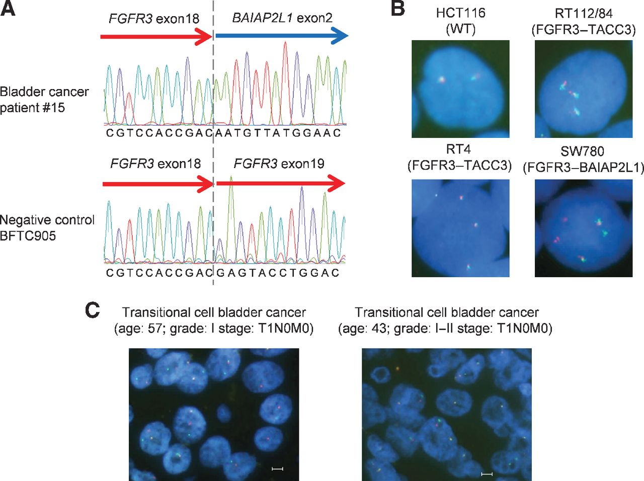 Mechanism Of Oncogenic Signal Activation By The Novel Fusion Kinase ...