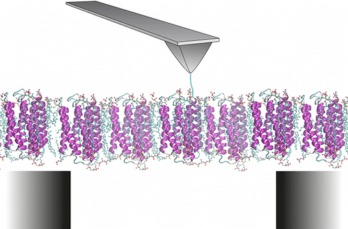 Single-Molecule Force Spectroscopy of Membrane Proteins from Membranes ...