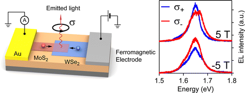 Valley Polarization by Spin Injection in a Light-Emitting van der Waals ...