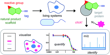 Chemical proteomics approaches for identifying the cellular targets of ...