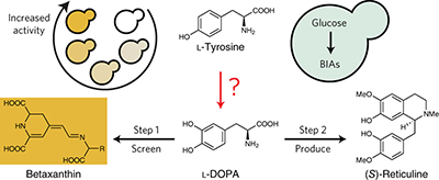 An enzyme-coupled biosensor enables (S)-reticuline production in yeast ...