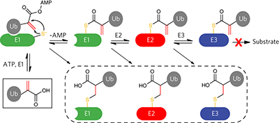 A cascading activity-based probe sequentially targets E1–E2–E3 ...