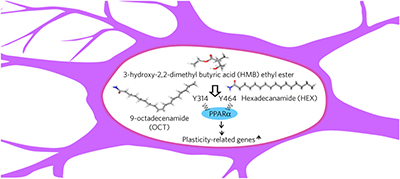 Identification and characterization of PPARα ligands in the hippocampus ...