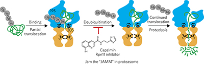Capzimin is a potent and specific inhibitor of proteasome isopeptidase ...