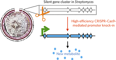 CRISPR–Cas9 strategy for activation of silent Streptomyces biosynthetic ...