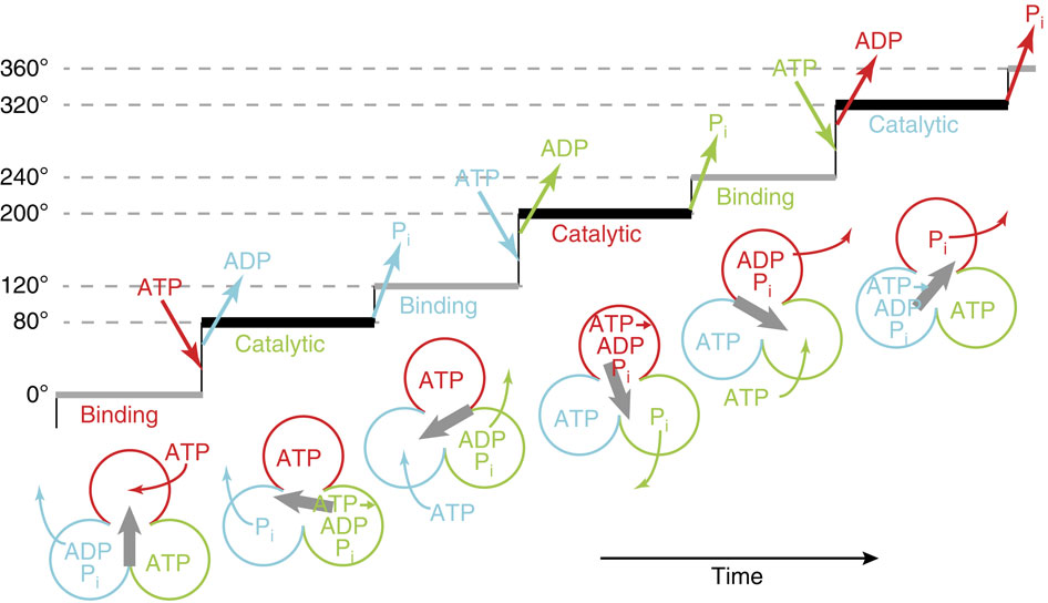 ATP hydrolysis assists phosphate release and promotes reaction ordering ...