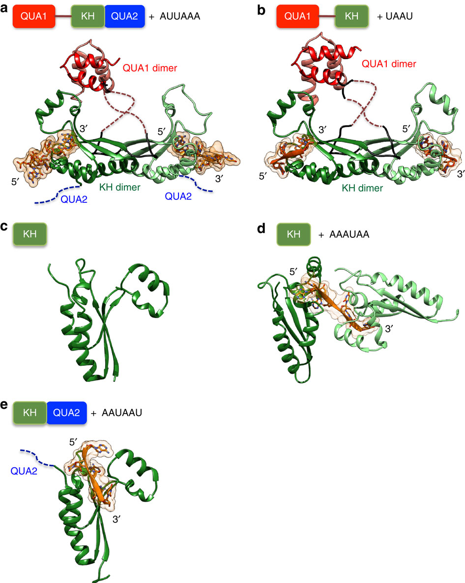 Structural basis of RNA recognition and dimerization by the STAR ...