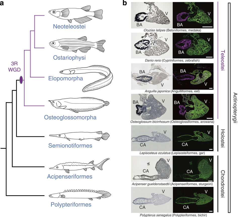 Evolution of the fish heart by sub/neofunctionalization of an elastin ...