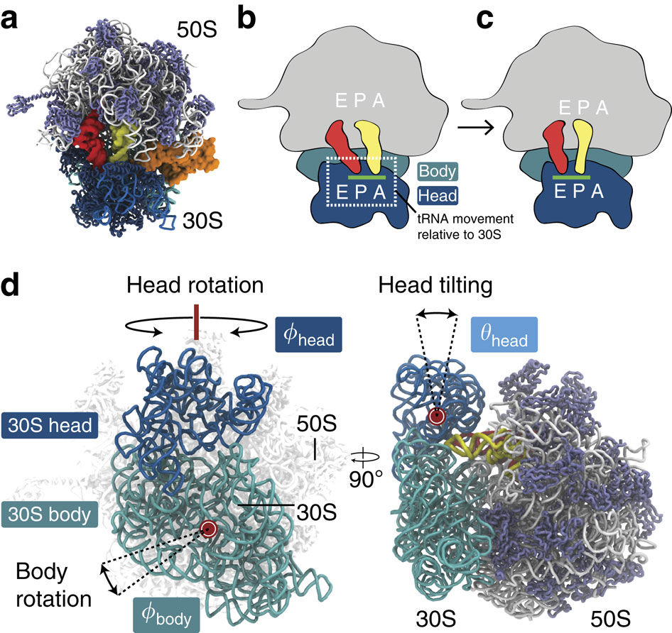 steric-interactions-lead-to-collective-tilting-motion-in-the-ribosome