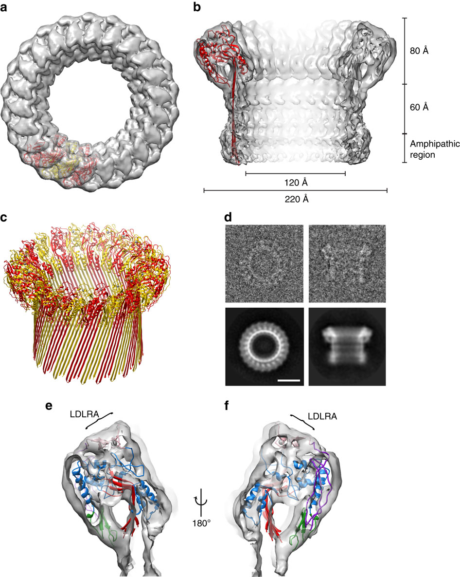 Structure of the poly-C9 component of the complement membrane attack ...