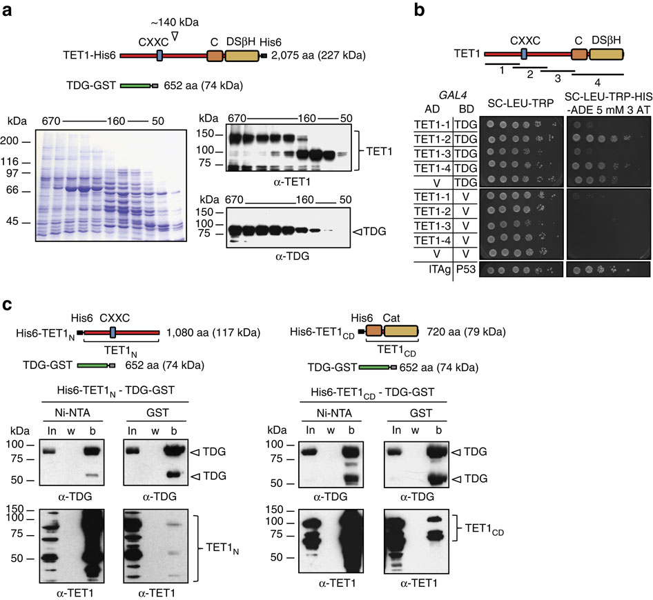 Biochemical reconstitution of TET1TDGBERdependent active DNA