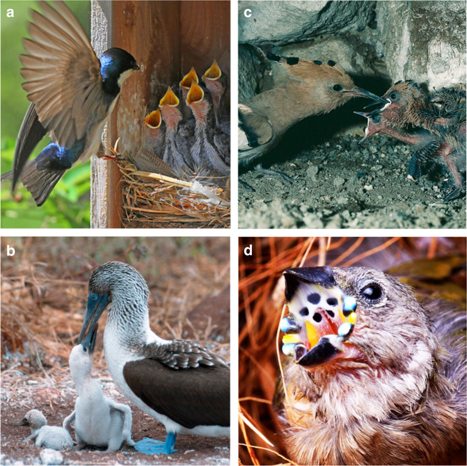 Unpredictable environments lead to the evolution of parental neglect in ...