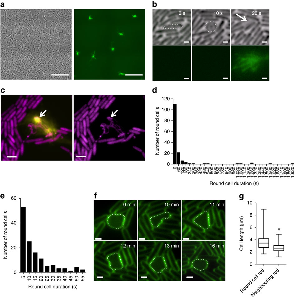 Explosive cell lysis as a mechanism for the biogenesis of bacterial ...