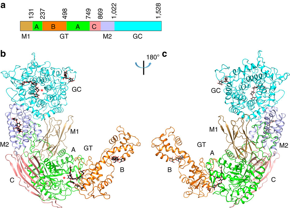 Crystal structure of glycogen debranching enzyme and insights into its