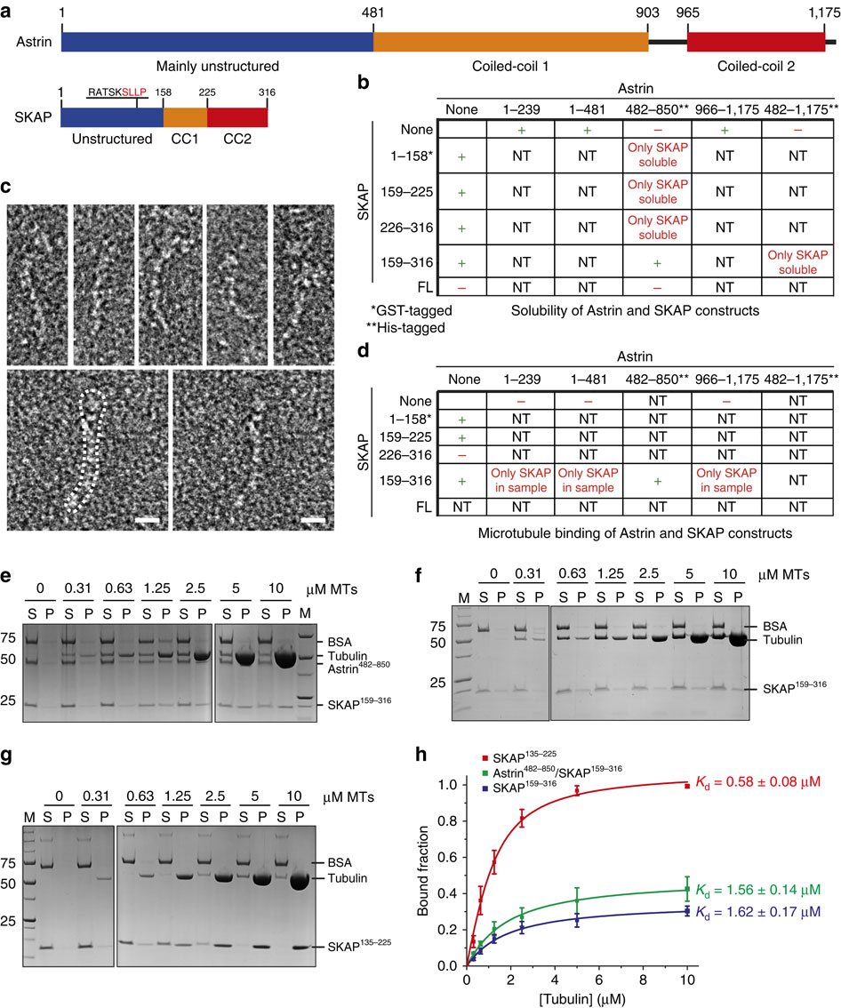 SKAP和Astrin的亚基间相互作用和动线粒募集的分子要求。,Nature Communications - X-MOL