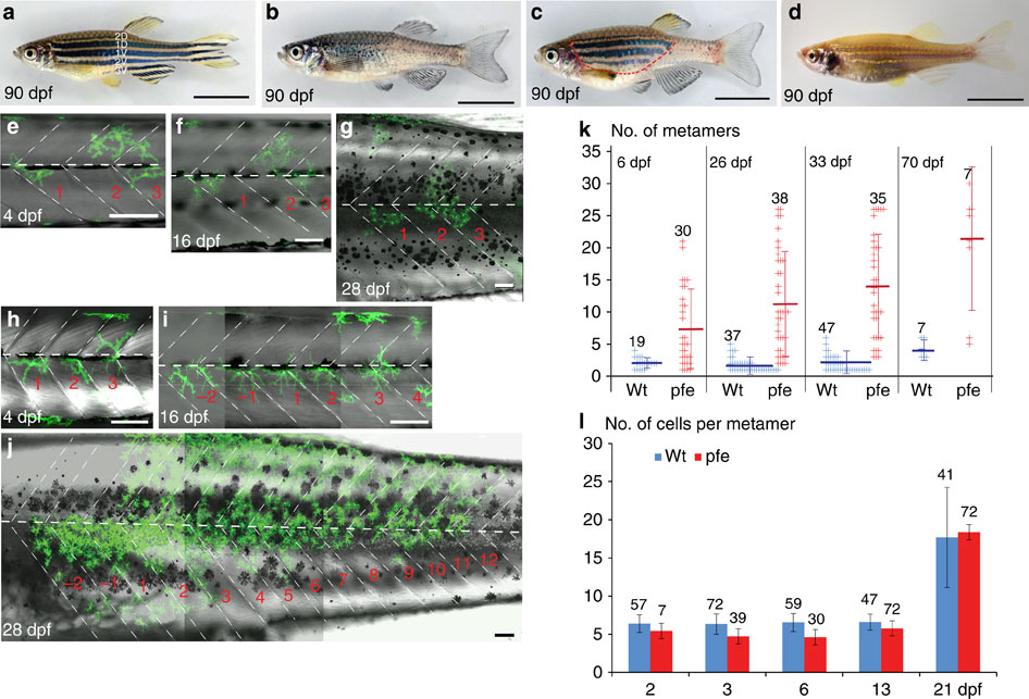 Homotypic cell competition regulates proliferation and tiling of ...
