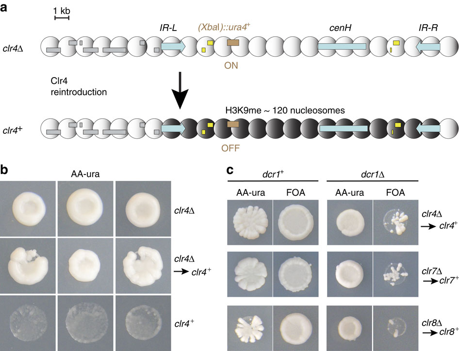 Nucleation and spreading of a heterochromatic domain in fission yeast ...