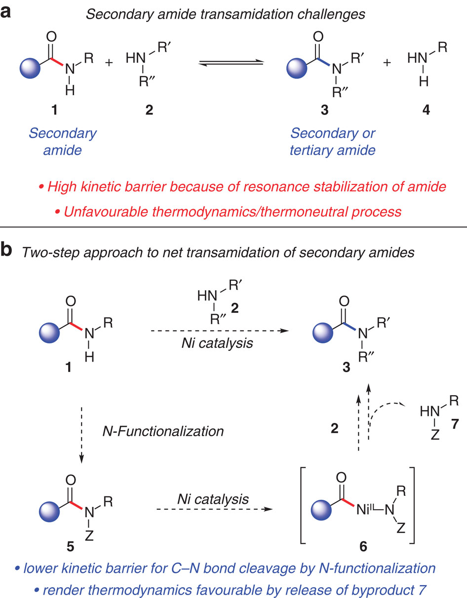 A two-step approach to achieve secondary amide transamidation enabled ...