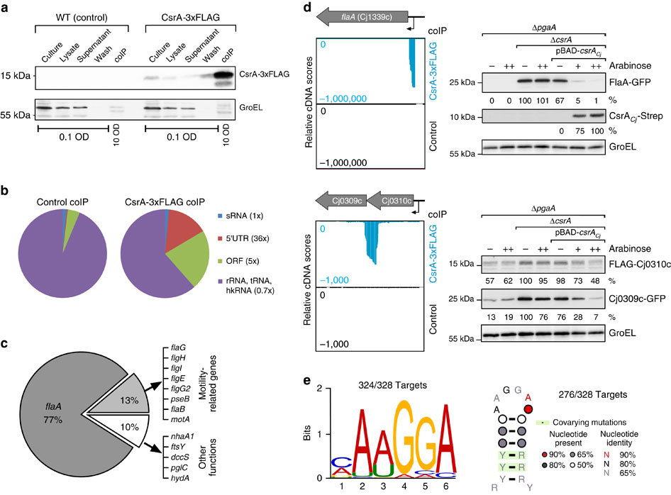 The CsrA-FliW network controls polar localization of the dual-function ...