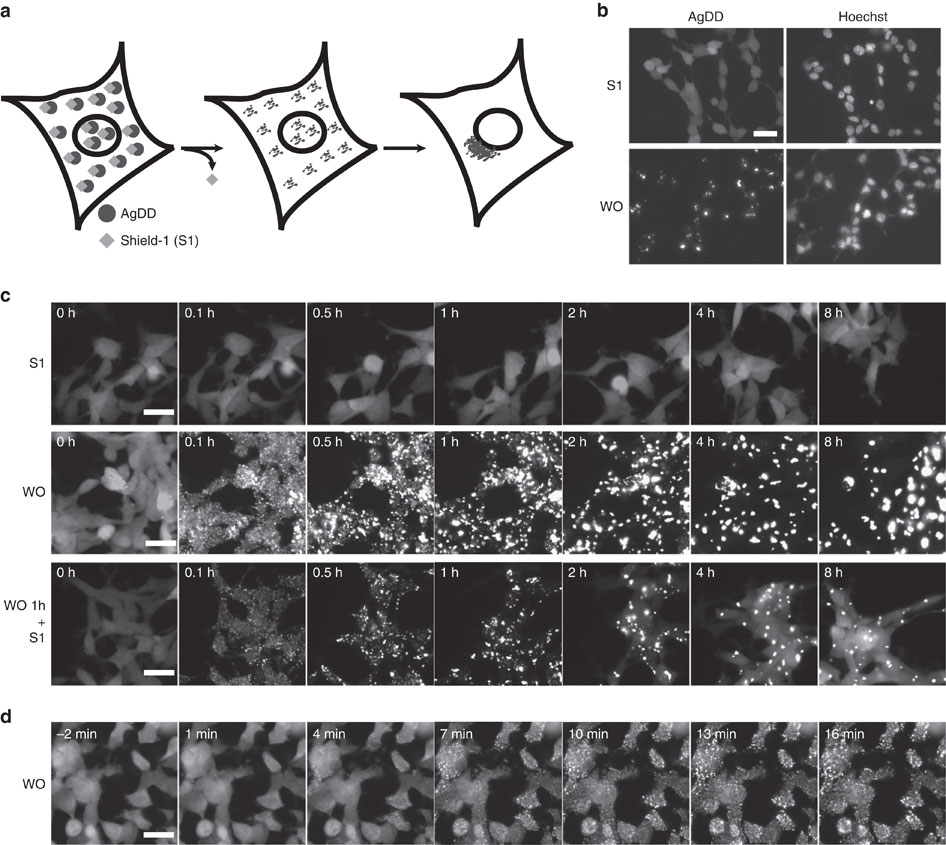 A method to rapidly create protein aggregates in living cells.,Nature