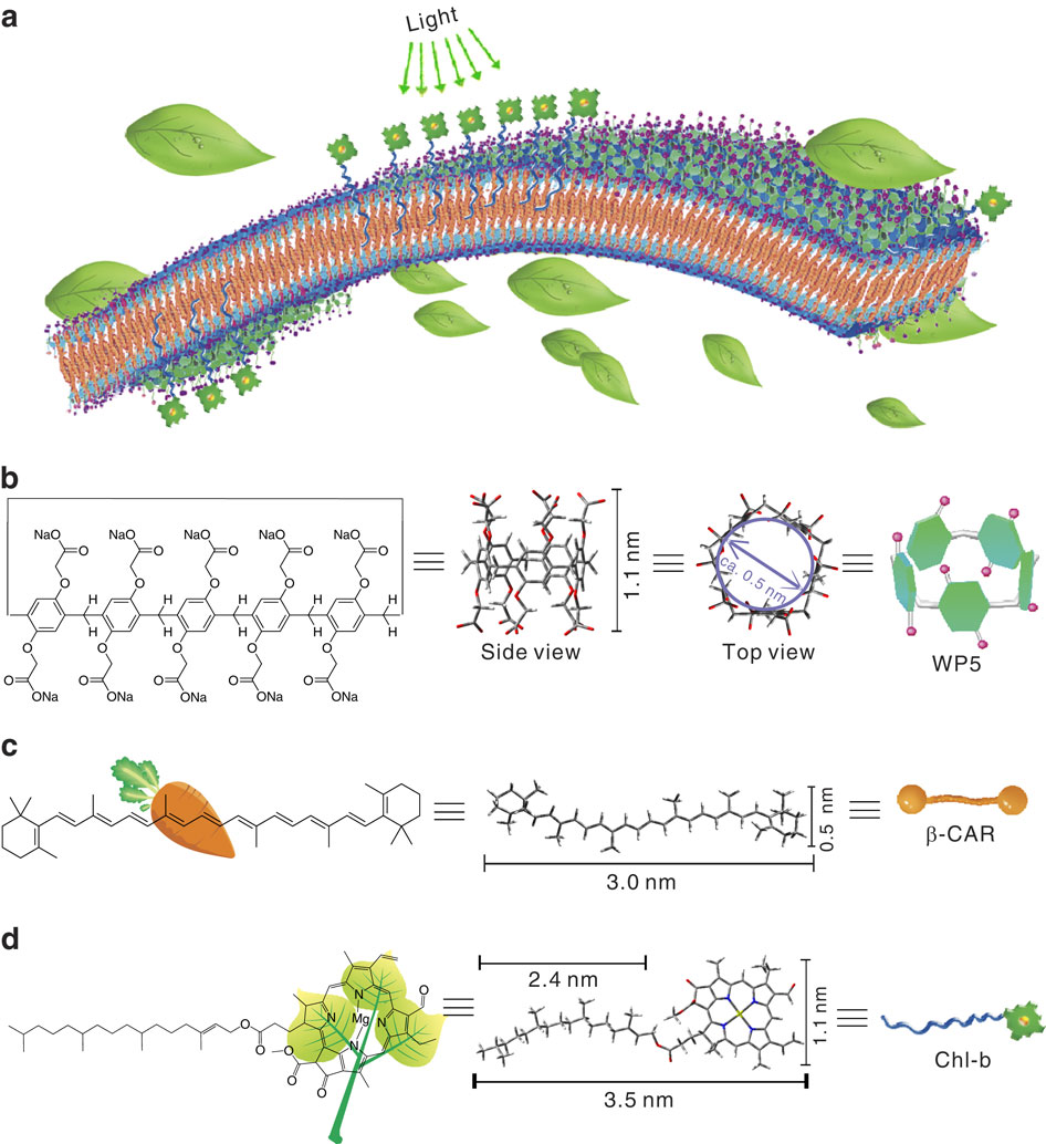 Stimulusresponsive lightharvesting complexes based on the pillararene