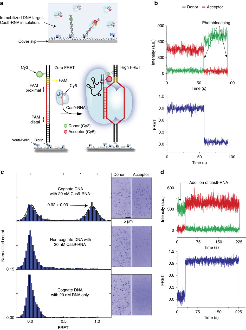 Real-time observation of DNA recognition and rejection by the RNA ...