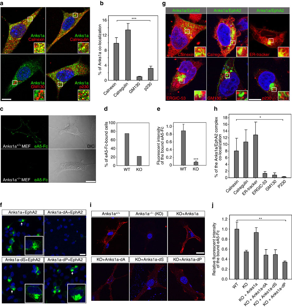 Anks1a regulates COPII-mediated anterograde transport of receptor ...