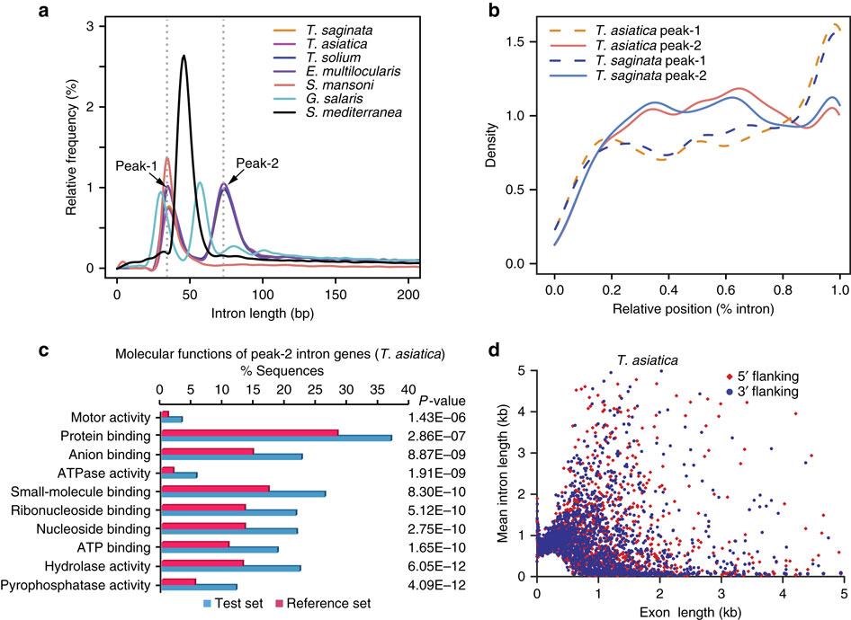 Comparative genomics reveals adaptive evolution of Asian tapeworm in ...