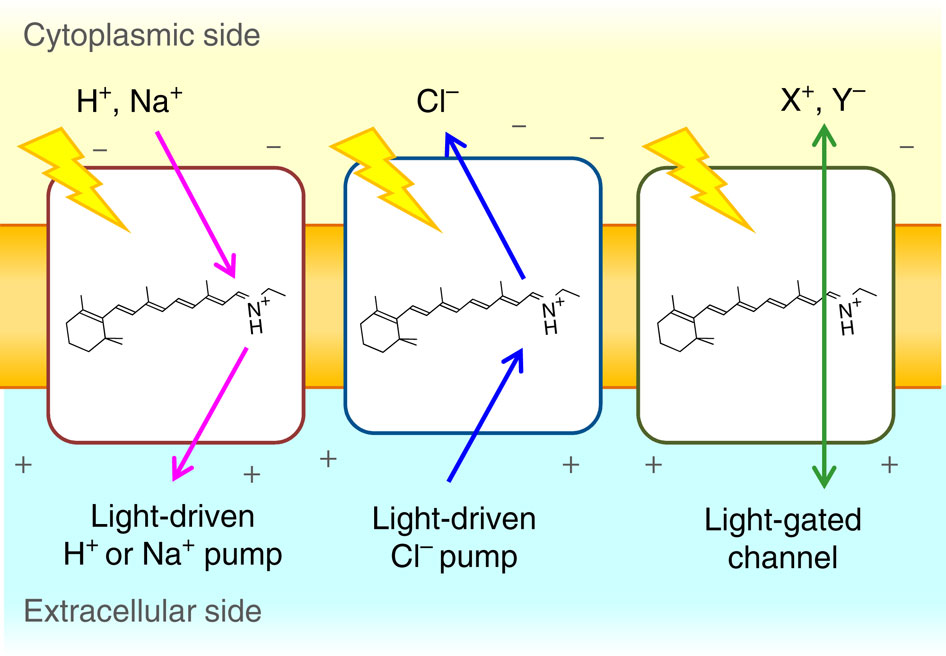 A natural light-driven inward proton pump.,Nature Communications - X-MOL