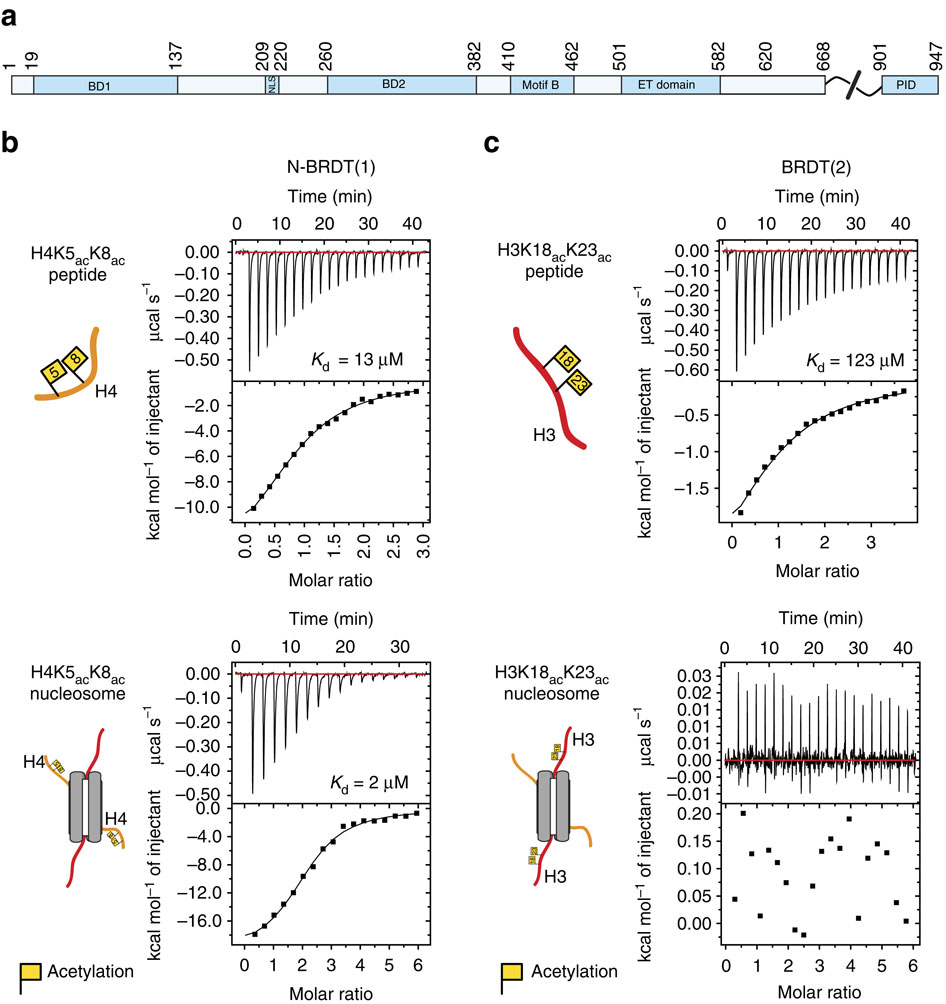 A bromodomain-DNA interaction facilitates acetylation-dependent ...