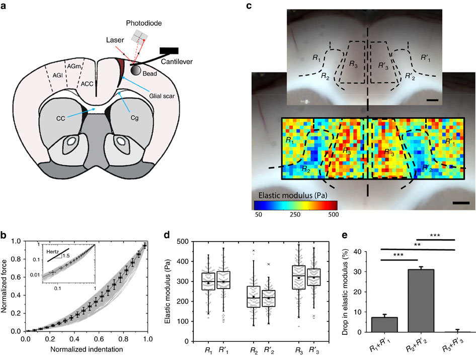 The soft mechanical signature of glial scars in the central nervous ...