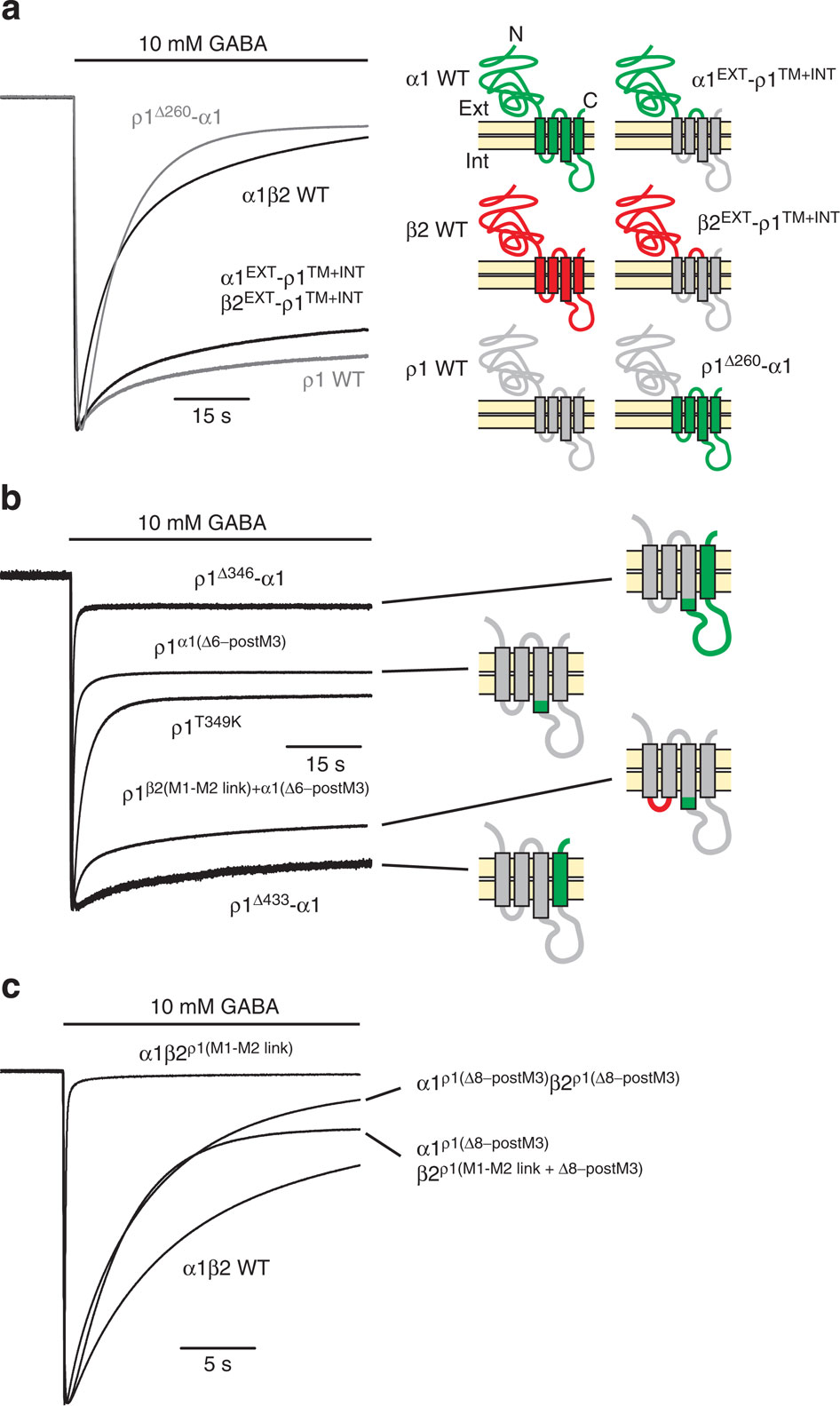Ycs Loop The desensitization gate of inhibitory Cys-loop receptors.,Nature ...