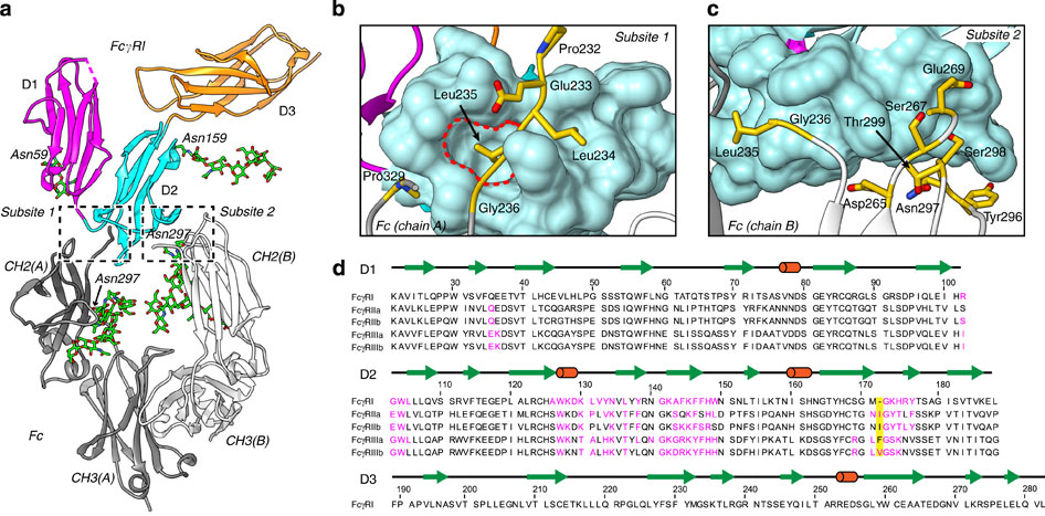Structural Basis For Binding Of Human IgG1 To Its High affinity Human 