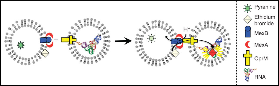 In vitro transport activity of the fully assembled MexAB-OprM efflux ...