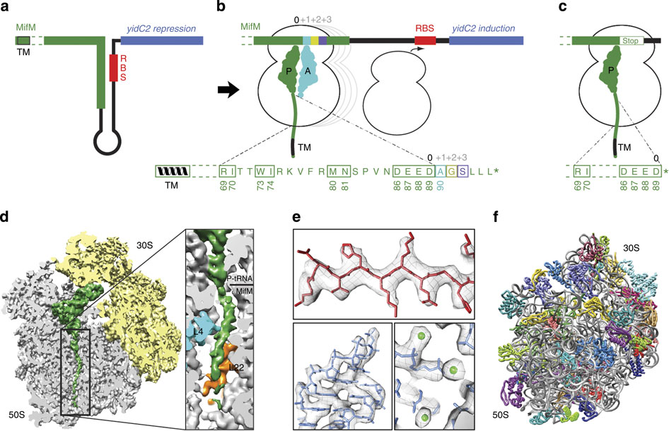 Structure Of The Bacillus Subtilis 70s Ribosome Reveals The Basis For