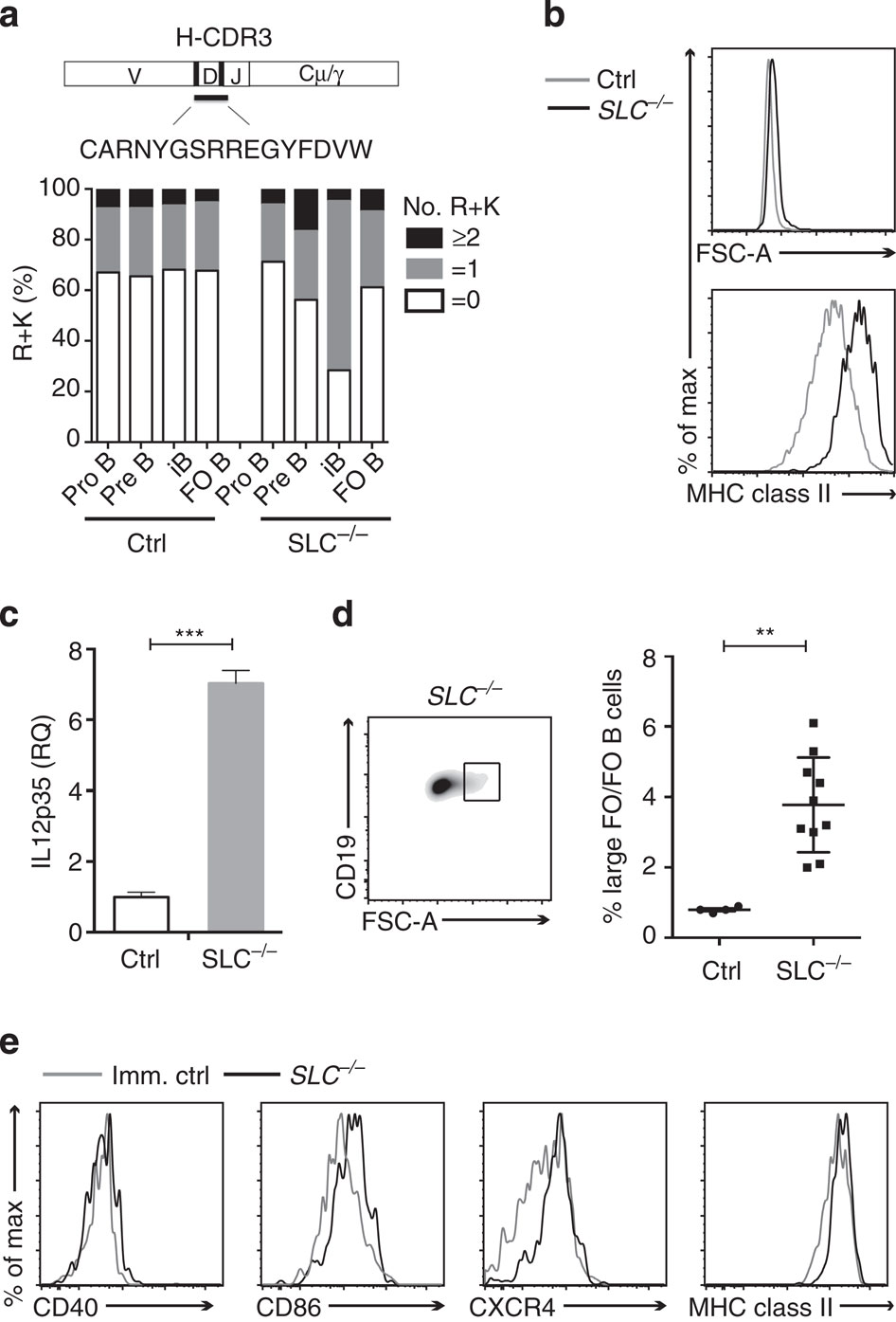 Absence of surrogate light chain results in spontaneous autoreactive