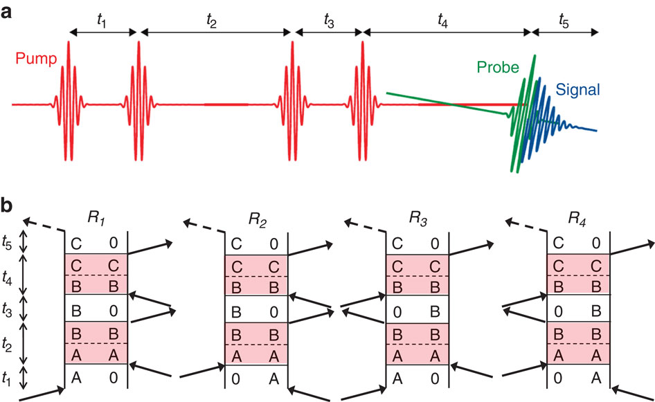 Direct observation of multistep energy transfer in LHCII with fifth ...