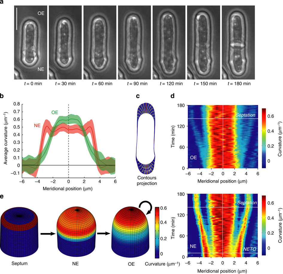 Wall mechanics and exocytosis define the shape of growth domains