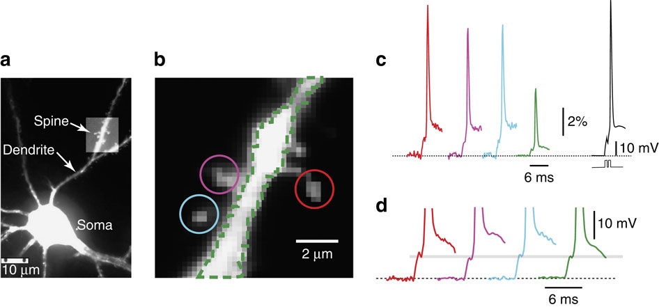 Electrical behaviour of dendritic spines as revealed by voltage imaging ...