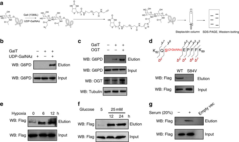 OGlcNAcylation of G6PD promotes the pentose phosphate pathway and